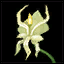 Icon tradeskillmisc faerybloom plant