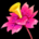 Icon itemmisc flower 01.36
