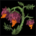 Icon itemmisc pummelgranateplant.36